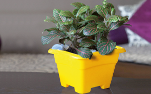 گلدان پلاستیکی مربع