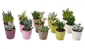 گلدان پلاستیکی فانتزی کوچک